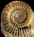 Acanthopleuroceras valdani