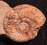 Pseudogrammoceras doerntense