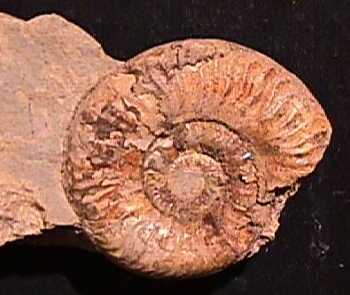 Ammonites et aliae spirae II - Pseudogrammoceras doerntense