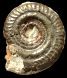 Hildoceras bifrons