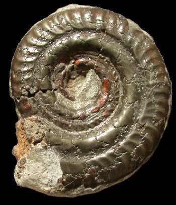 Ammonites et aliae spirae II - Hildoceras bifrons