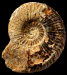 Dumortieria subundulata var. externecostata