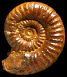 Podagrosites latescens