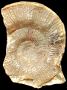 Dumortieria gr. moorei