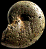 Ptychophylloceras (Semisulcatoceras) semisulcatum