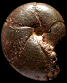 Holcophylloceras silesiacum