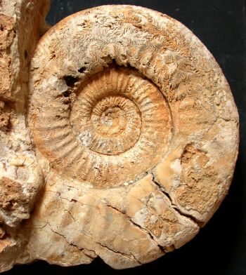Ammonites et aliae spirae II - Homoeoplanulites sp. M