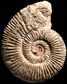 Homoeoplanulites cf. balinensis (m)