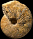 Macrocephalites hoyeri (m)