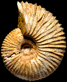 Macrocephalites aff. cossmani (m)