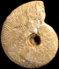 Macrocephalites gracilis (m)