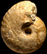 Macrocephalites sp. (M)
