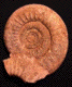 Choffatia sp.