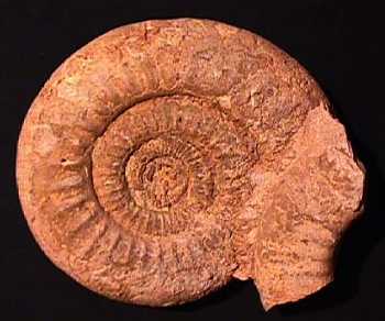 Ammonites et aliae spirae II - Choffatia sp.