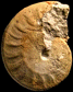 Oxycerites sp.