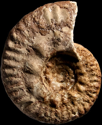 Ammonites et aliae spirae II - Hecticoceras (Chanasia) michalskii