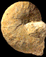 Taramelliceras alberti