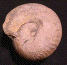 Bullatimorphites (Kheraiceras) bullatus (M)