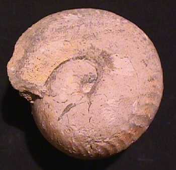 Ammonites et aliae spirae II - Bullatimorphites (Kheraiceras) bullatus