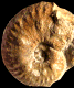 Phlycticeras mexicanum (M)