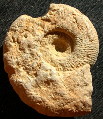 Ammonites et aliae spirae II - Subdiscosphinctes sp.