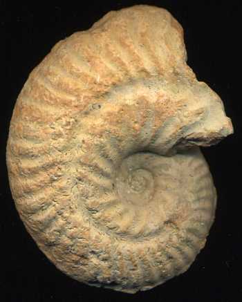 Ammonites et aliae spirae II - Ochetoceras raixense