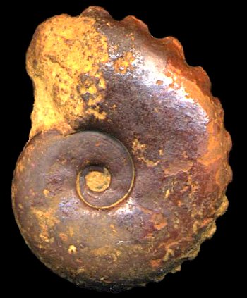 Ammonites et aliae spirae II - Creniceras boreki