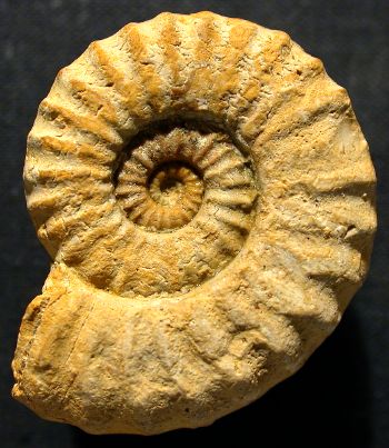 Ammonites et aliae spirae II - Epipeltoceras semiarmatum