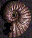 Dufrenoyia dufrenoyi