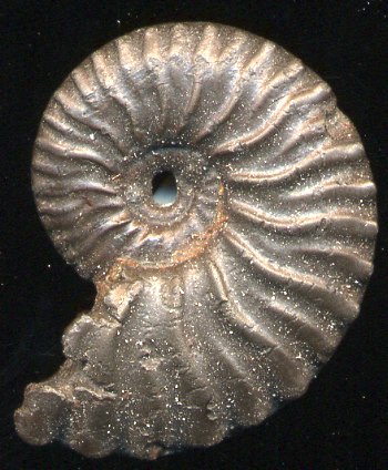 Ammonites et aliae spirae II - Dufrenoyia dufrenoyi