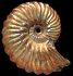 Otohoplites subhilli forme bulliensis
