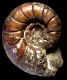 Eogaudryceras duvali