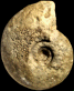 Procerites (Procerites) sp.