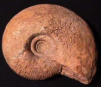 Ammonites et aliae spirae II - Procerites (Procerites) sp.