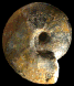 Sigaloceras calloviense (M)