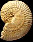 Strigoceras&nbsp;?symplectum (M)