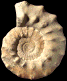 Peltoceras athleta morphe baylei (M)