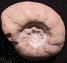 Orthaspidoceras lallierianum