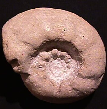 Ammonites et aliae spirae II - Orthaspidoceras lallierianum