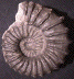 Calycoceras (Newboldiceras) vergonsense
