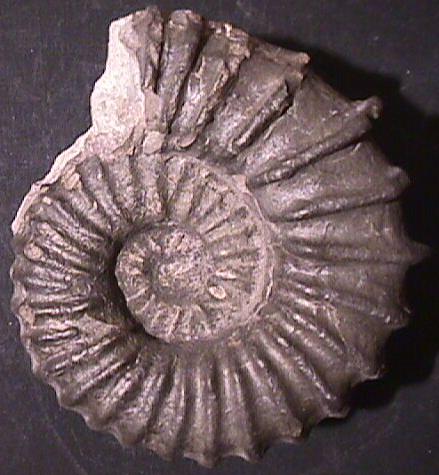 Ammonites et aliae spirae II - Calycoceras (Newboldiceras) vergonsense