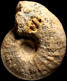 Pachydiscus (Pachydiscus) launayi