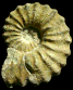 Acanthoceras rhotomagense
