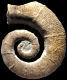Crioceratites nolani