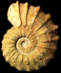 Acanthoceras rhotomagense