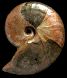 Roberticeras laevigatum