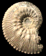Kosmoceras proniae