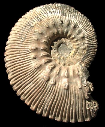 Ammonites et aliae spirae II - Kosmoceras proniae