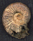 Kilianella sp.