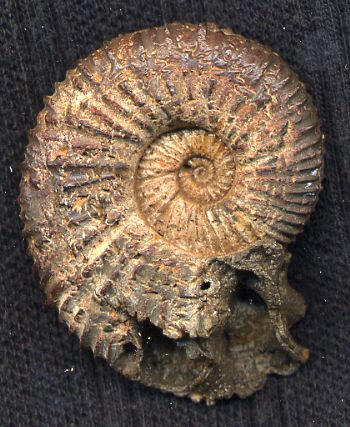 Ammonites et aliae spirae II - Kilianella sp.